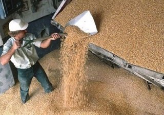 Зерновые закупочные госинтервенции запустят в сентябре