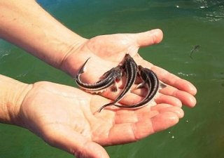 Невинномысский рыбхоз планирует удвоить производство осетровых