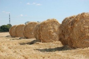 Госпрограмма развития АПК нуждается в корректировке