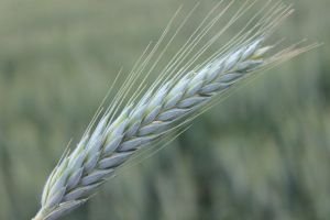 СЕМЕНА ОЗИМОГО ТРИТИКАЛЕ Тихон на зерно и зеленую массу
