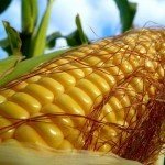 Корея планирует покупать кукурузу в Украине и восстанавливать Донбасс