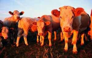 Ящур может обернуться экономической изоляцией