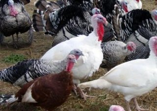 Индейки спасут Морозовскую птицефабрику от банкротства