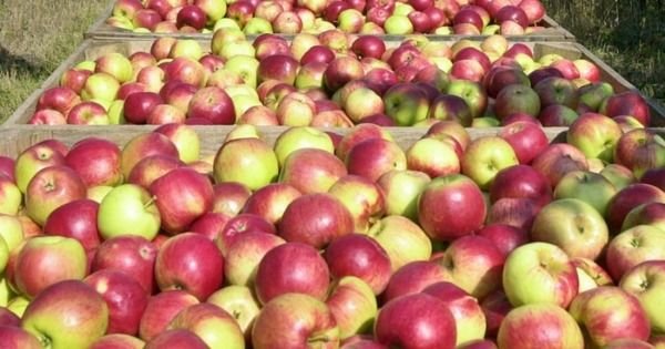 10 килограмм «санкционных» яблок из города Магадан было в крематоре утилизировано