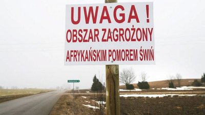 В Польше АЧС поразила 8000 свиней