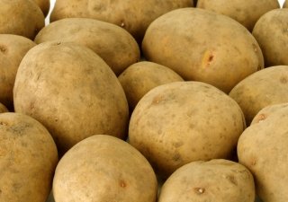 Правила поставок картофеля из Беларуси ужесточатся