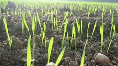Ростовский филиал Россельхозбанка начал финансирование посевной кампании 2014 года