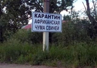 Евразийская комиссия готова вести переговоры с ЕС по вирусу АЧС