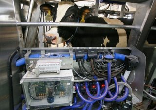 В Свердловской области откроются роботизированные фермы