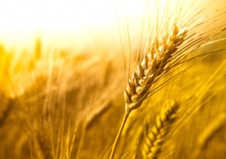 Сотрудничество астраханских и словацких аграриев будет расширено