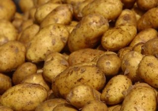 В Калининградской области увеличили площади под посадку картофеля