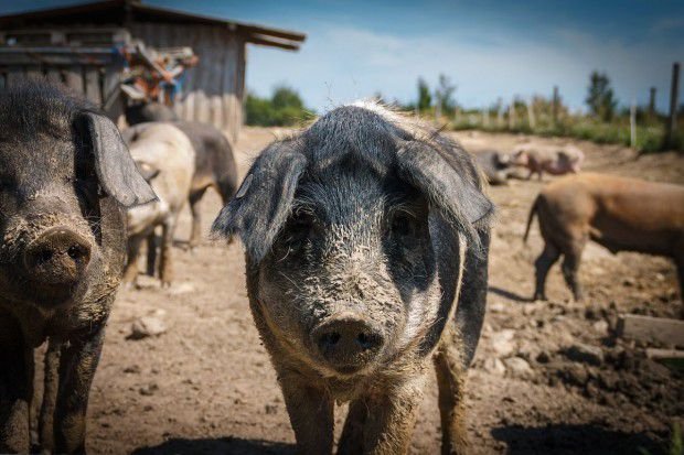 Китайские витамины могут заразить свиней США АЧС
