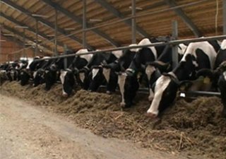 В мировом животноводстве в январе было зафиксировано 166 очагов опасных болезней