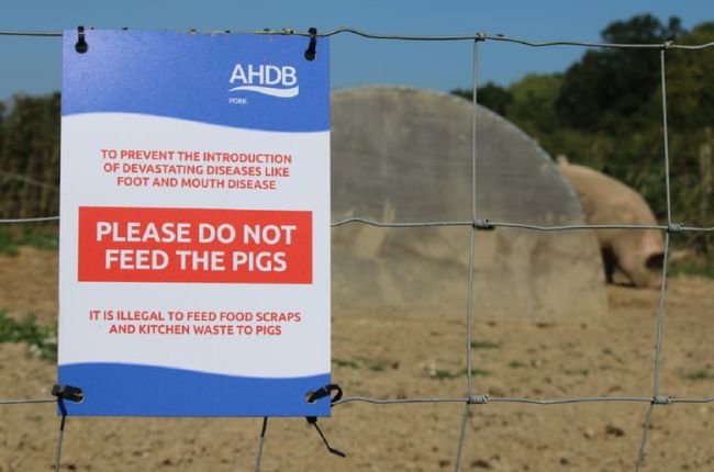 Британские свиноводы требуют усиления контроля за АЧС на границе