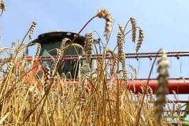 Новосибирское зерно убрано наполовину