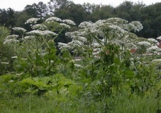 В Костромской области усилят борьбу с ядовитым борщевиком
