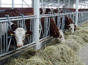 Брянцы заинтересовали англичан своим скотоводством