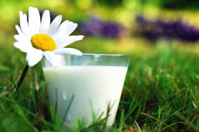 Итоги круглого стола «Успешный опыт Danone в развитии поставщиков молока в России»