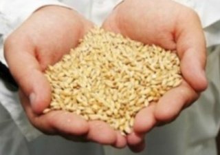 Специалисты Россельхозцентра в Шарьинском районе проверили качество 500 тонн семян