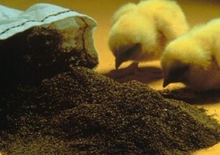Экспорт индийских растительных шротов останется стабильным