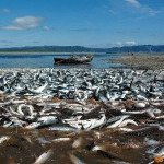 КМНС Магаданской области выделили квоты на вылов ВБР