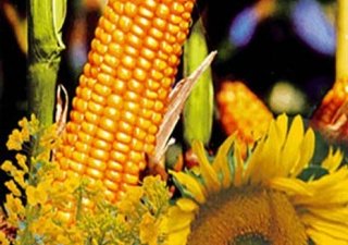 На Ставрополье начался сев кукурузы и подсолнечника