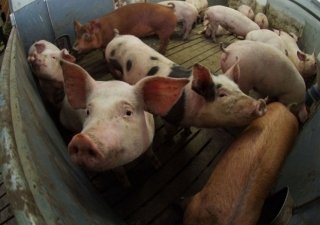 В Челябинской области растут фермеркие хозяйства