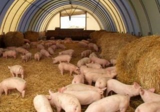 Бекон уходит не прощаясь