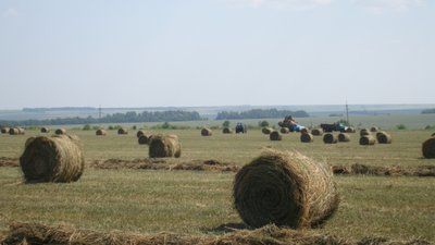 «Росгосстрах» застраховал посевы трех крупнейших хозяйств Калининградской области