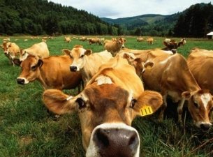 Сельхозпроизводители Татарстана снижают себестоимость продукции