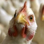 Английские птицефабрики переходят на топливные гранулы