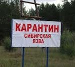 Зараженная сибирской язвой продукция из говядины не угрожает российским потребителям