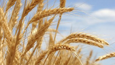 Национальный союз агростраховщиков: непродуманные изменения законодательства резко сократят реальное агрострахование
