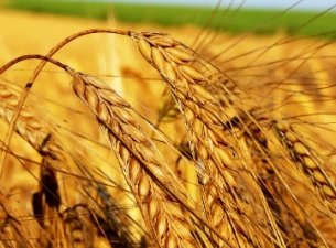 Ульяновские аграрии начали получать погектарные субсидии