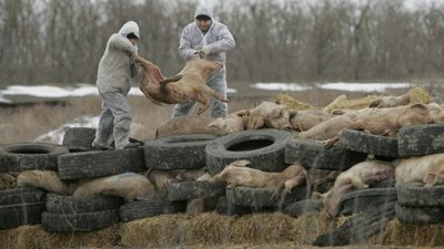 АЧС приближается к Польше со стороны Украины