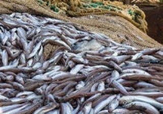 Для России согласованы квоты в рыболовной зоне Гренландии