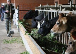 Производство мяса на Украине планируют увеличить на 6%