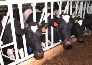 В Чечне построят восемь молочных комплексов