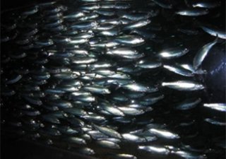 Атлантическую сельдь снова не смогли поделить