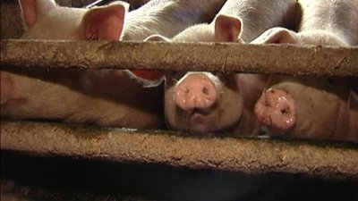 Евросоюз расширил карантинную зону по АЧС в Польше без ее согласия