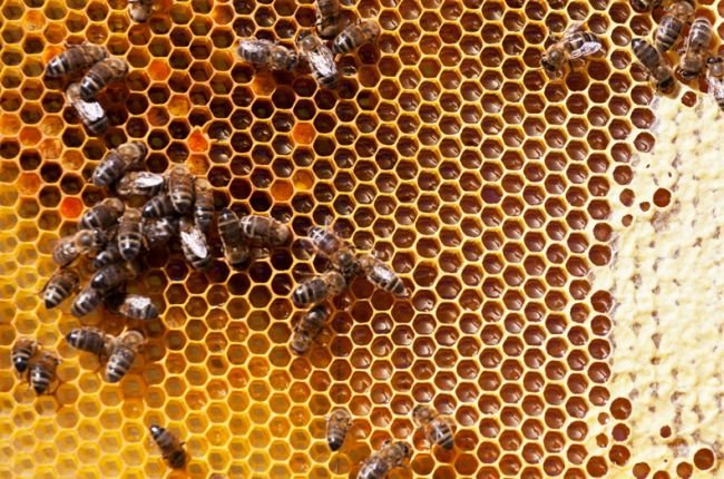 Приглашаем пчеловодов к участию в салоне «Жизнь фермера 2019»