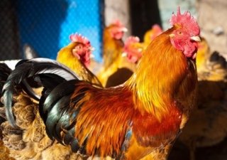 В Пермском крае начинающим аграриям выделят 114 млн. рублей