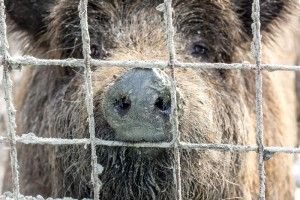Эксперты: Существует высокий риск распространения АЧС по Балканам
