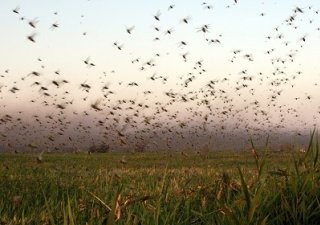 В Оренбуржье свирепствует саранча