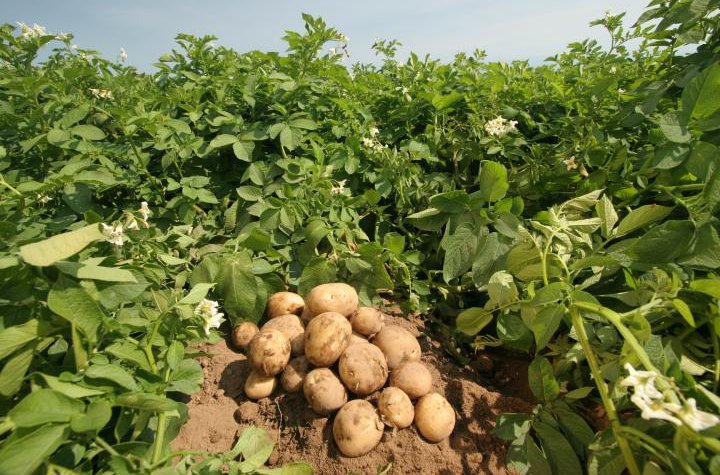 Уборка картофеля началась в Республике Алания
