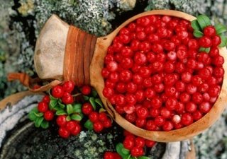 Архангельские фермеры могут получить солидную господдержку