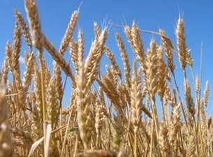 Амурские аграрии начнут сотрудничать с японцами