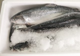 Российская семга вытеснит с прилавков норвежскую