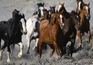 В Бурятии полным ходом развивается коневодство