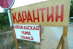 Потерю свиней из-за АЧС компенсировали